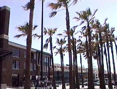Palm trees in front of SBC Park