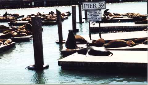 Pier 39 seal's