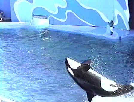 Killer whale doing back splash