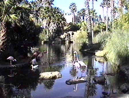 Pond with flamingo's