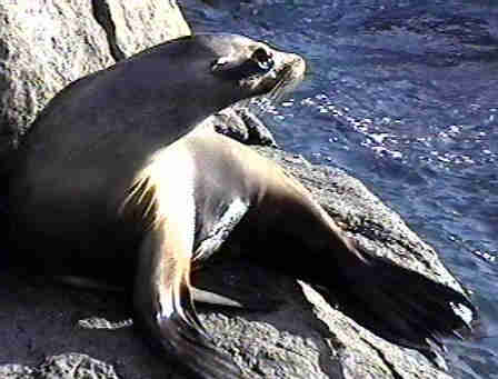 Just woke up seal