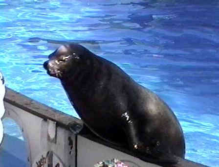 Seal on side