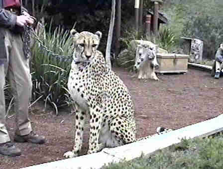 The cheetah