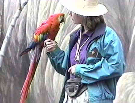 Holding macaw