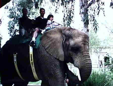 Elephant ride