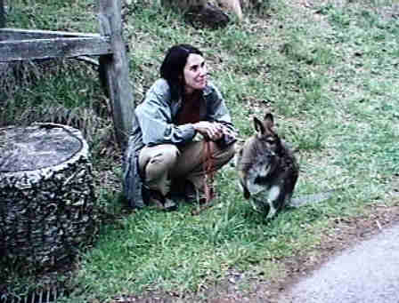 Full grown wallabie