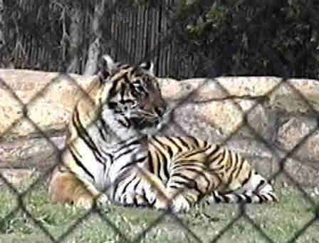 Bengal Tiger up close