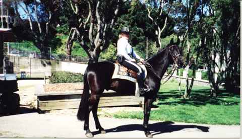 Park Ranger on a horse.